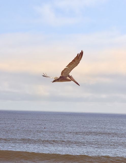 Gliding Pelican at South Jetty Observation Tower
