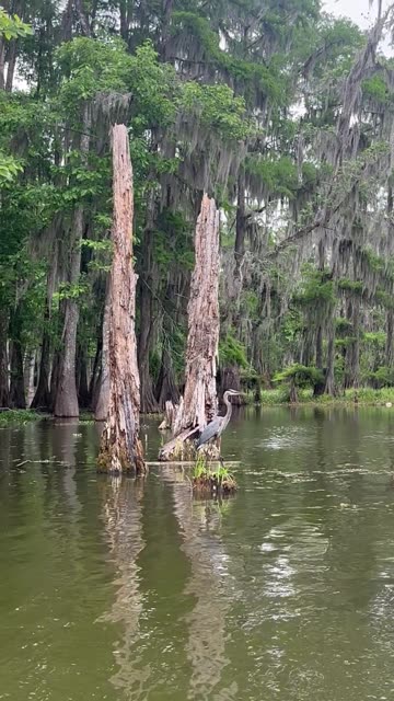 Blue Heron on Cypress Stump Saint Martin Parish