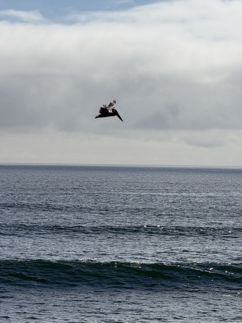 Pelican over South Jetty, Oregon