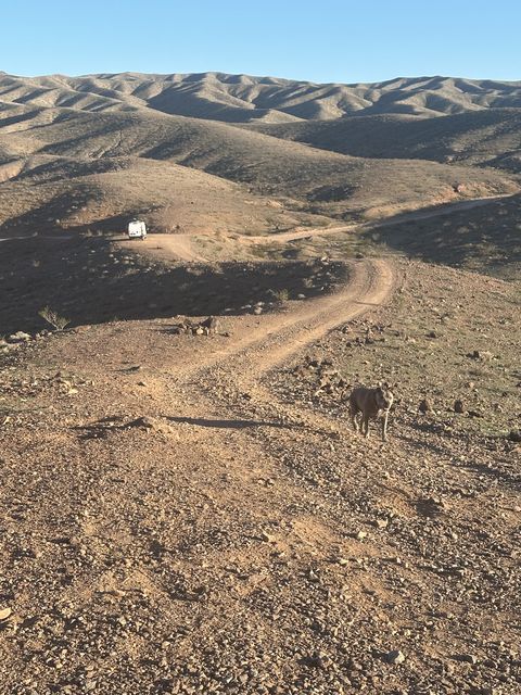 Mohave Hills with Camper and Dog