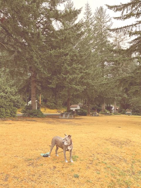 Lone dog beneath towering Wildwood pines