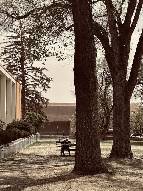 Solitary Reader Under Santa Fe Trees