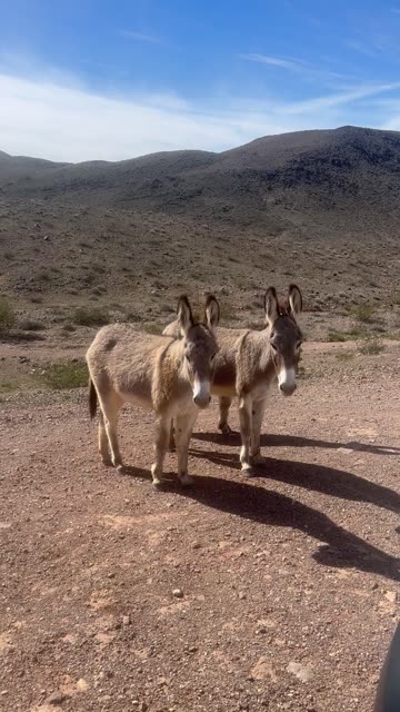 Desert Burros in Mohave County