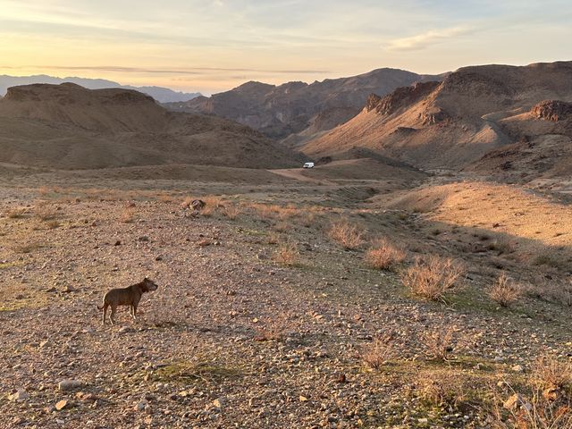 Sunset Camper and Dog in Mohave County