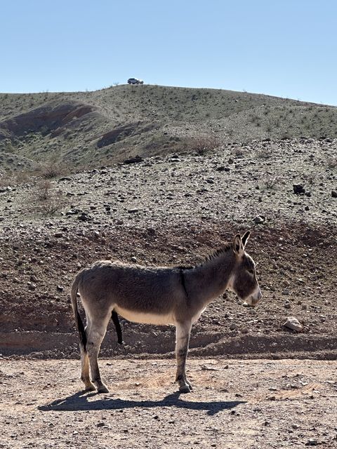 Lone Donkey in Mohave County Desert