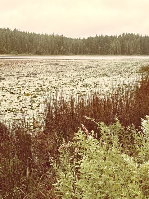 Lily Pads and Reeds at Wildwood Washington