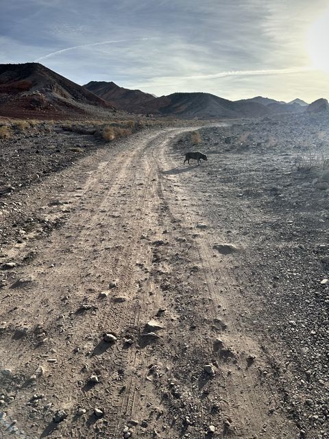 Lone Dog on Desert Track
