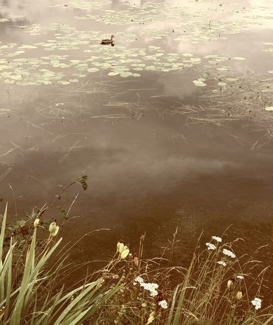 Lone Duck on Fairbanks Lily Pond
