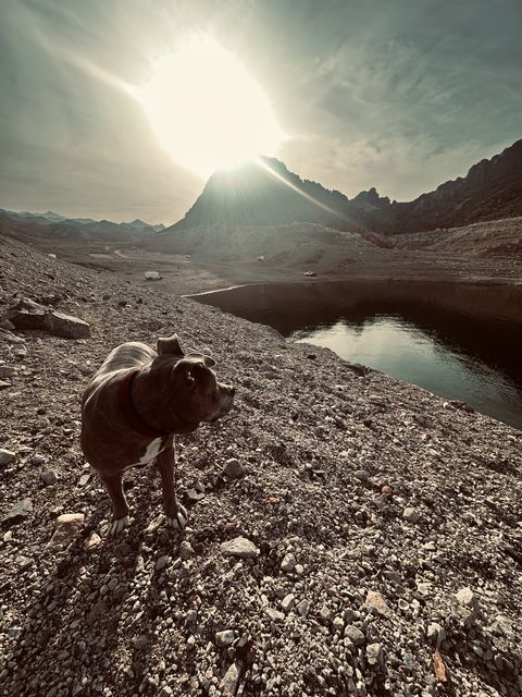 Brindle Dog at Mohave Basin