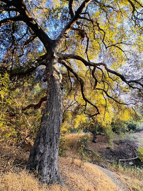 Sunlit Oak on Santa Clarita Hillside