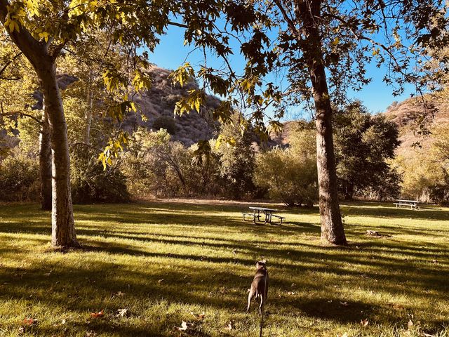 Dog and dappled light, Los Angeles County