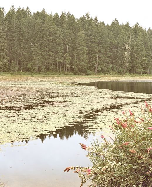Late July pond in Kitsap County