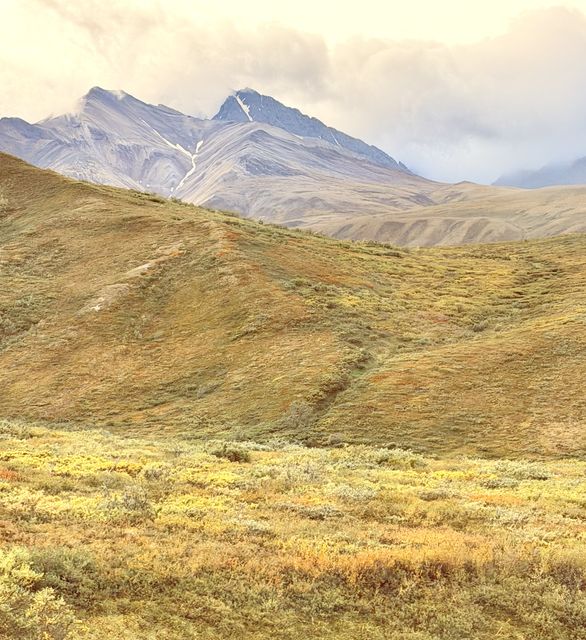 Tundra Ridges Below Denali Peaks