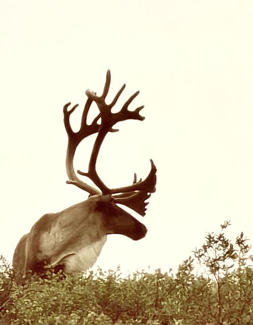 Caribou with Velvet Antlers