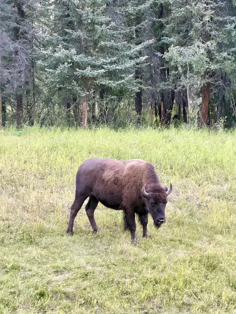 Solitary Bison on Liard Plain