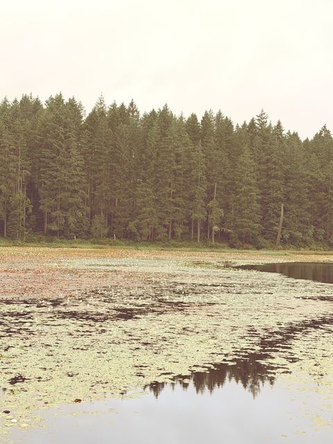 Lily-Dotted Pond Beneath Kitsap Pines