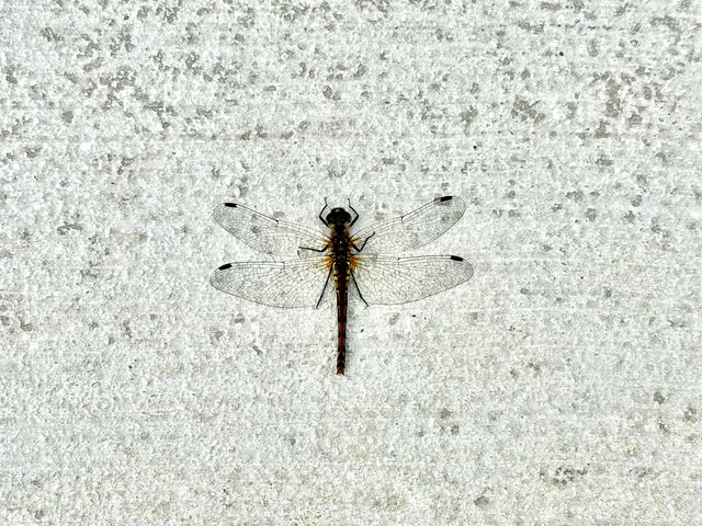 Wasilla Dragonfly on Concrete