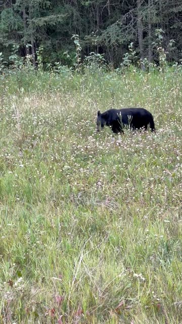 Black Bear in Whirlpool Canyon Meadow