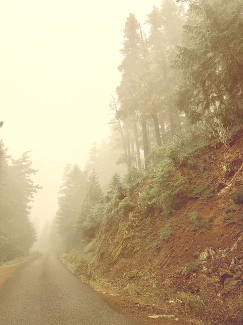 Hazy forest road in Jefferson County