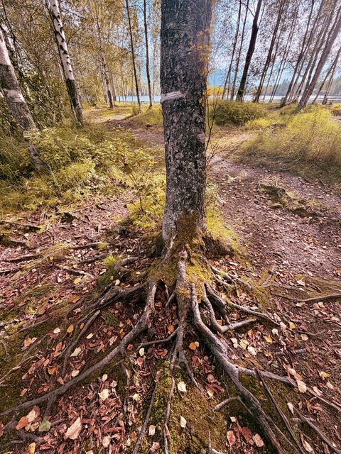 Anchorage Lakeside Birch Roots