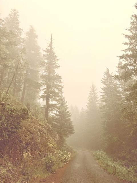 Misty forest road in Jefferson County