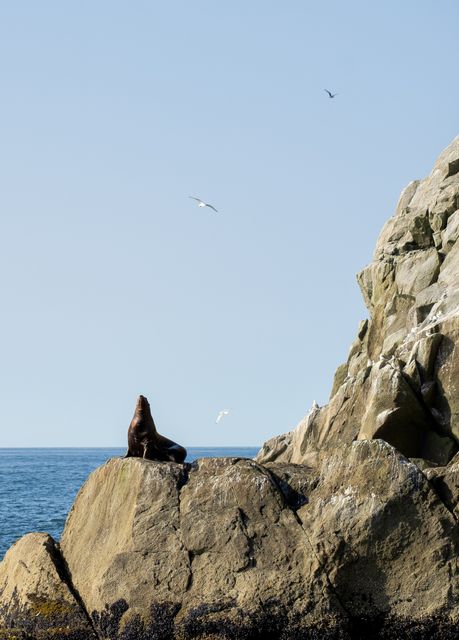 Sea Lion on Sunlit Rock