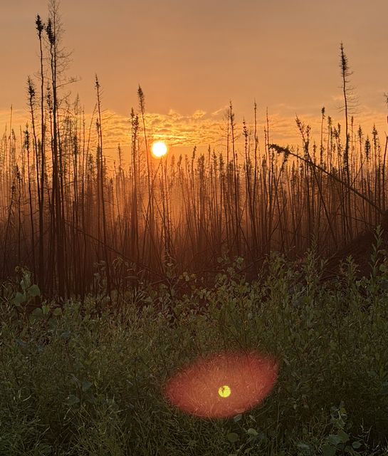 Fort Nelson Sunset Through Charred Trees