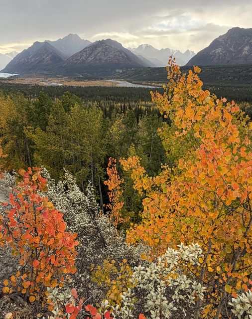 Autumn Aspens over Matanuska Valley
