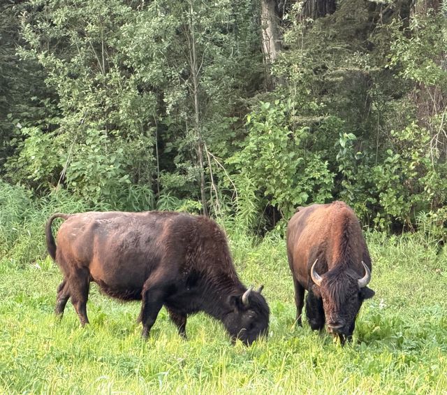 Fort Nelson wood bison grazing
