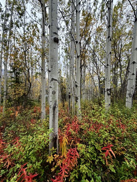 Matanuska-Susitna Birch Grove