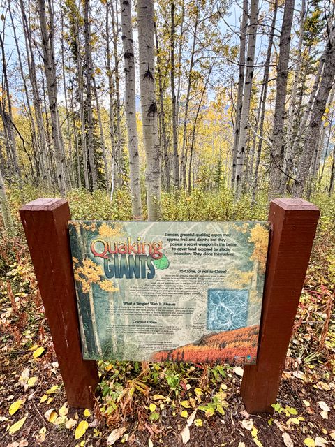 Quaking Giants Aspen Interpretive Sign