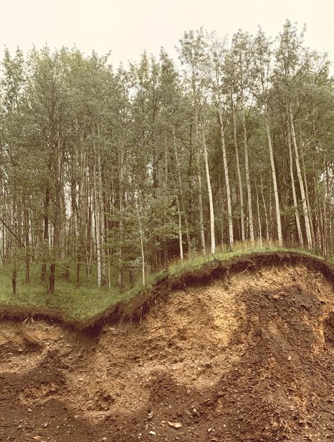 Aspen Stand Above Eroded Bank