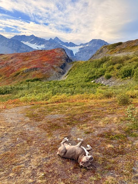 Rolling Dog at Thompson Pass