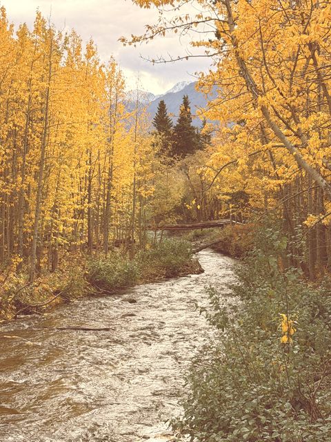 Golden Aspens Along Bear Creek