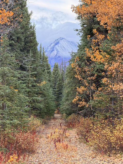 Kloo Lake Autumn Trail