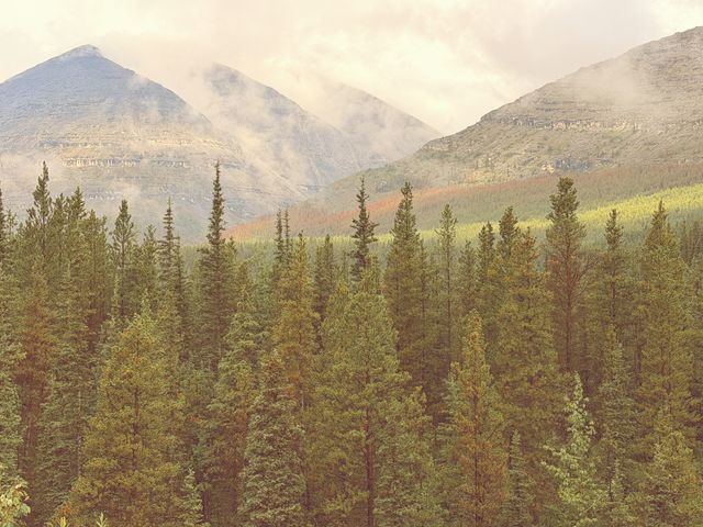 August Mist over Northern Rockies Forest