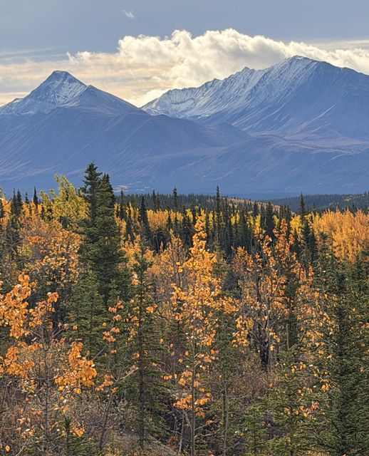 Autumn Aspens at Kloo Lake