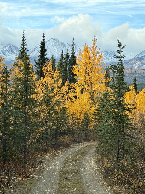 Golden Aspens at Kloo Lake
