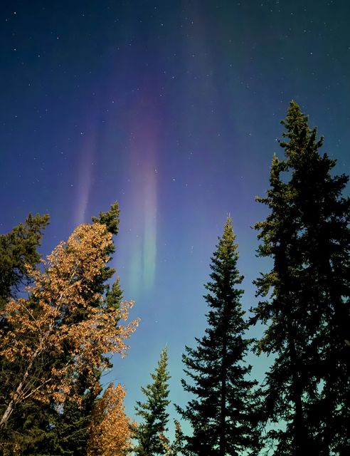 Auroral Pillars Over Stikine Pines