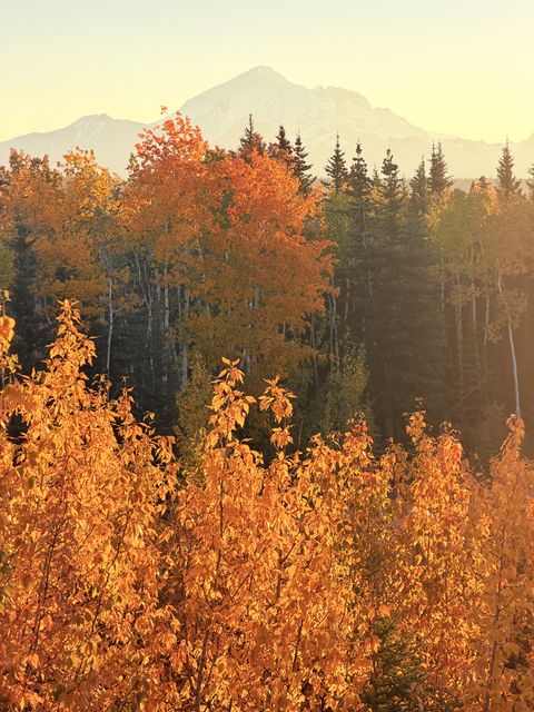 Golden Aspens at Copper Center