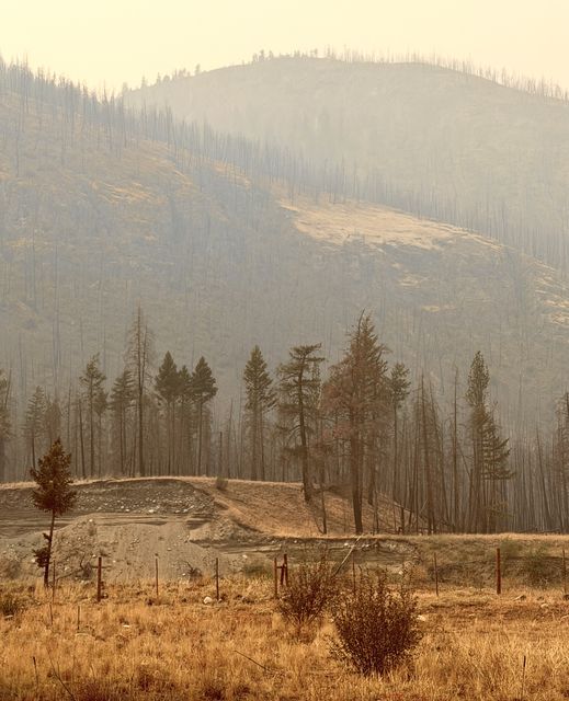 Charred Pines of Nicola Valley
