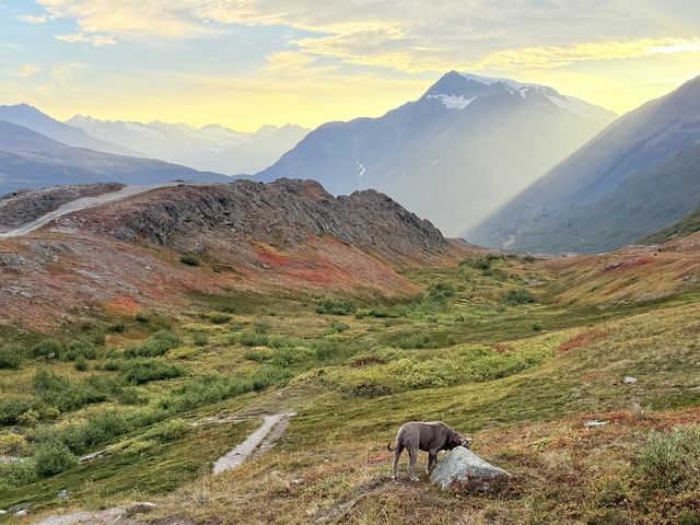 Dog on Tundra at Thompson Pass