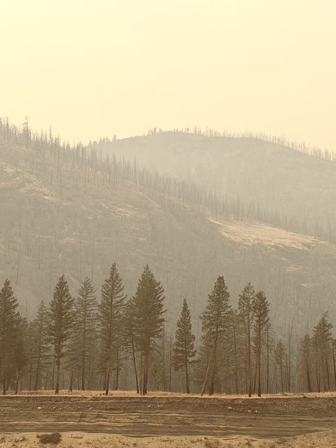 Smoke-hazed Nicola Valley Pines