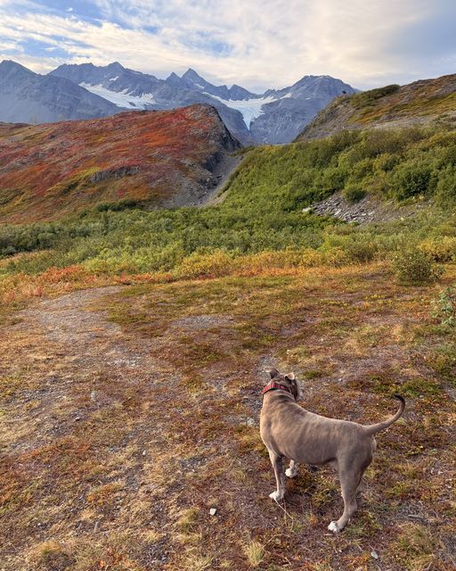 Dog at Thompson Pass Viewpoint