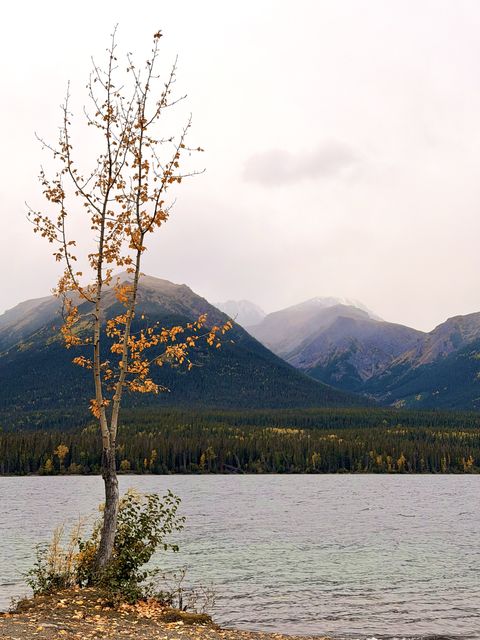 Autumn Aspen at Tatogga Lake
