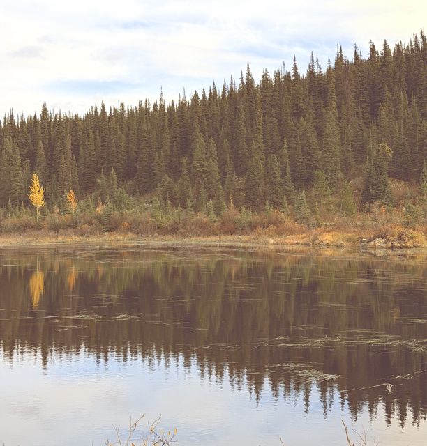 Dease Lake Pines and Aspens