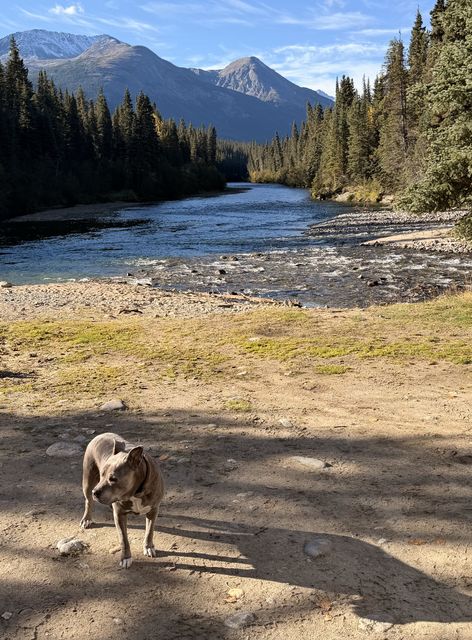 Dog by Jade City River