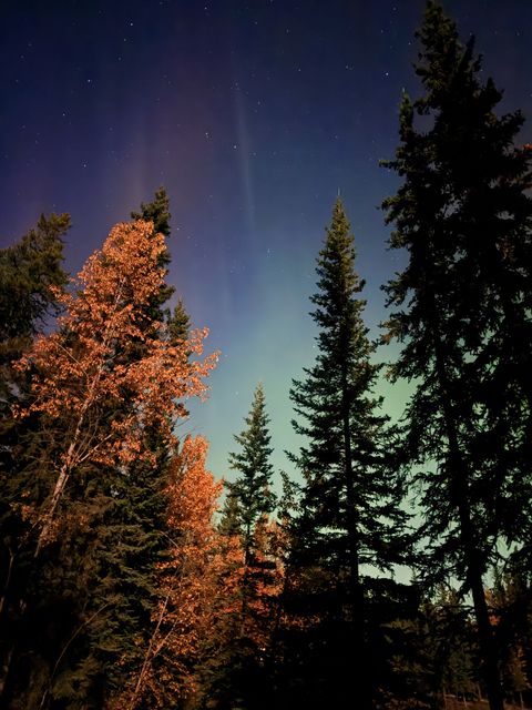 Aurora Over Tā Ch’ilā Pines