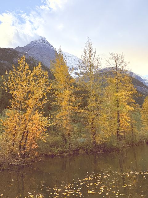 Golden Aspens at Nass Valley
