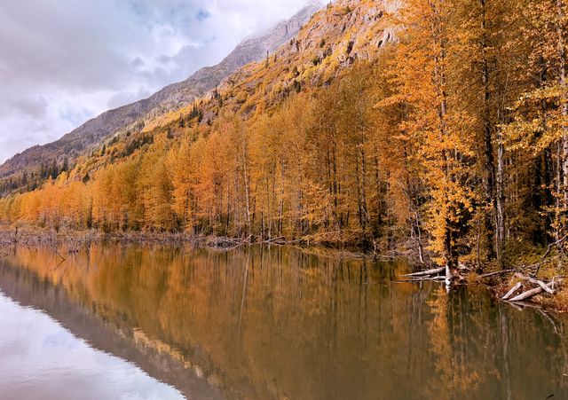 Nass Valley Golden Aspens
